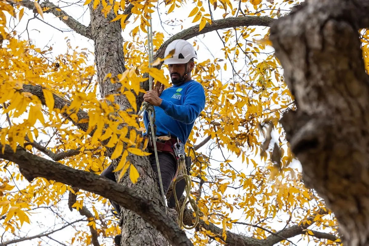 Skilled Tree Planing crew working in Fort Mc Coy