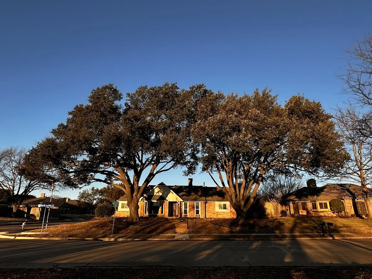Established residential canopy tree shading a home in Fort Mc Coy